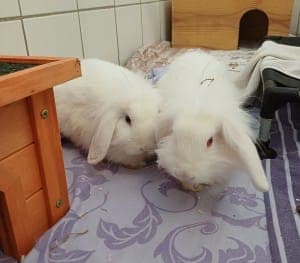 Paula und Pauli - Kleintier zur Adoption aus Tierheim Stuttgart