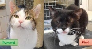 Pummel (ca.2022) und Pirat (ca.2021) - Katze zur Adoption aus Tierheim Stuttgart