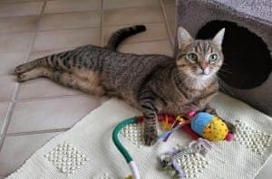 Queeny - Katze zur Adoption aus Tierheim Stuttgart