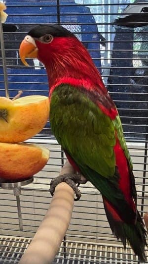 Rocket - Vogel zur Adoption aus Tierheim Stuttgart