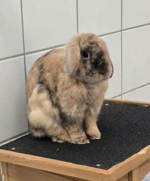 Ross - Kleintier zur Adoption aus Tierheim Stuttgart