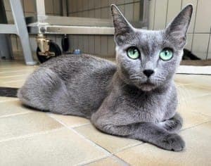 Sabrina - Katze zur Adoption aus Tierheim Stuttgart