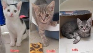 Sally(res.) Smilla(res.) und Sunny (res.) - Katze zur Adoption aus Tierheim Stuttgart