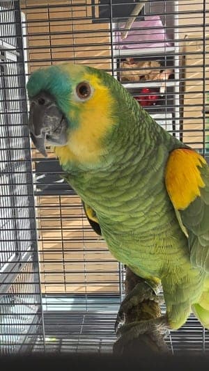 Shazam - Vogel zur Adoption aus Tierheim Stuttgart