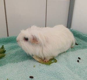 Sheila - Kleintier zur Adoption aus Tierheim Stuttgart