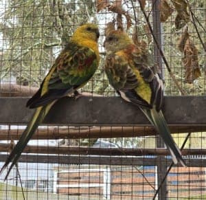 Silas und Siane - Vogel zur Adoption aus Tierheim Stuttgart