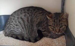 Simon - Katze zur Adoption aus Tierheim Stuttgart