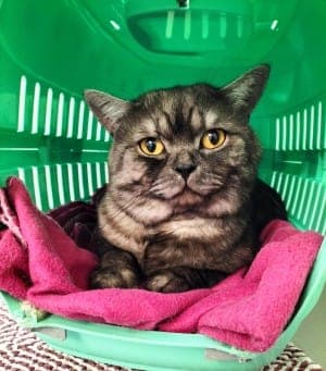 Smoky - Katze zur Adoption aus Tierheim Stuttgart