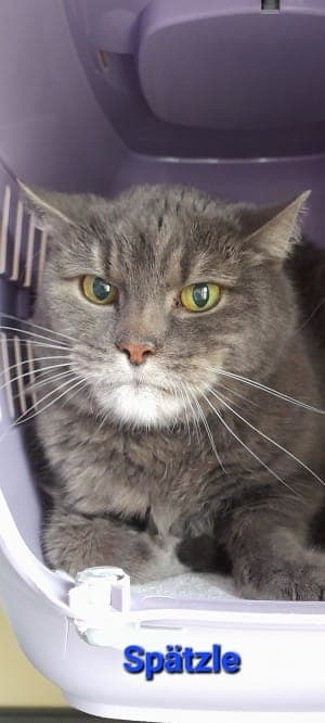 Spätzle - Katze zur Adoption aus Tierheim Stuttgart