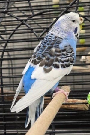 Stanley - Vogel zur Adoption aus Tierheim Stuttgart