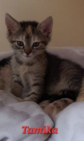 Tamika (res) Tajana (res) Tova und Tilda - Katze zur Adoption aus Tierheim Stuttgart