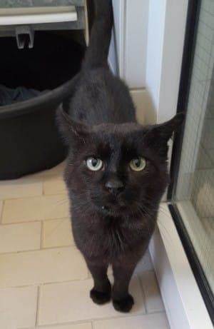 Taro - Katze zur Adoption aus Tierheim Stuttgart