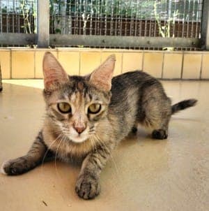 Tasha - Katze zur Adoption aus Tierheim Stuttgart