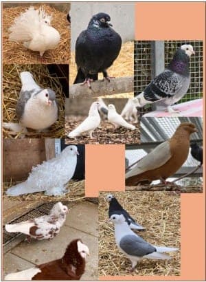 Tauben (verschieden Rassen) - Vogel zur Adoption aus Tierheim Stuttgart