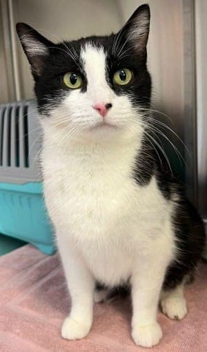 Tessa - Katze zur Adoption aus Tierheim Stuttgart