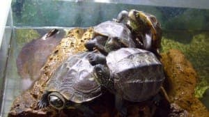 Tick Trick Track und Uschi - Exot zur Adoption aus Tierheim Stuttgart