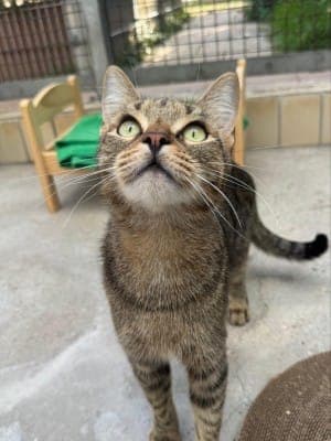 Tiger - Katze zur Adoption aus Tierheim Stuttgart