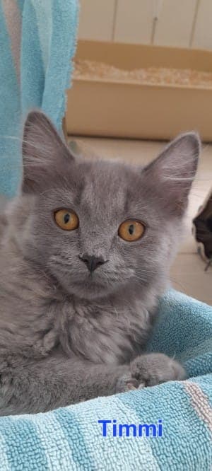 Timmi - Katze zur Adoption aus Tierheim Stuttgart