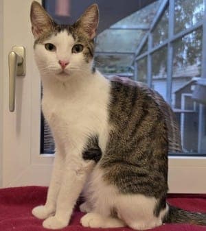 Toni - Katze zur Adoption aus Tierheim Stuttgart