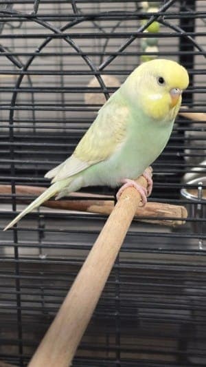 Undav - Vogel zur Adoption aus Tierheim Stuttgart