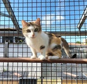 Valentina - Katze zur Adoption aus Tierheim Stuttgart