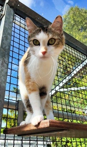 Valentina - Katze zur Adoption aus Tierheim Stuttgart