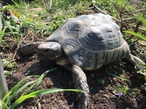 versch. Breitrandschildkröten - Exot zur Adoption aus Tierheim Stuttgart