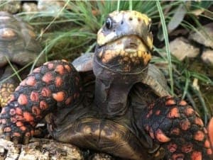 versch. Köhlerschildkröten - Exot zur Adoption aus Tierheim Stuttgart