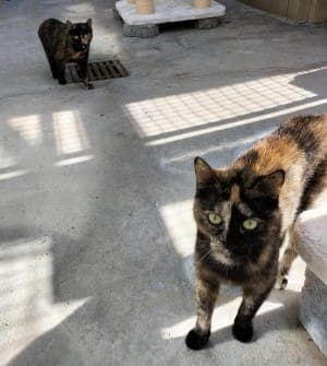 Vicky und Valerie - Katze zur Adoption aus Tierheim Stuttgart