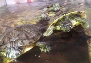 viele viele Wasserschildkröten - Exot zur Adoption aus Tierheim Stuttgart