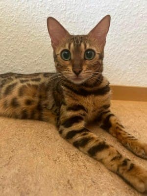 Yoko - Katze zur Adoption aus Tierheim Stuttgart