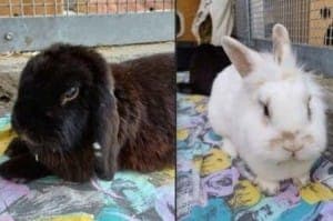 Yuki und Cookie - Kleintier zur Adoption aus Tierheim Stuttgart