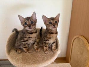 Yumi und Yuri - Katze zur Adoption aus Tierheim Stuttgart