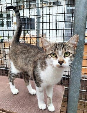 Zelda - Katze zur Adoption aus Tierheim Stuttgart