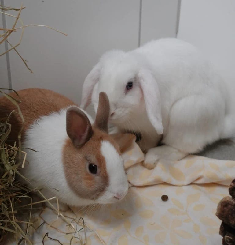 Gruppe Flora, Philly & Krümel - Kleintier zur Adoption aus Tierheim Freiburg
