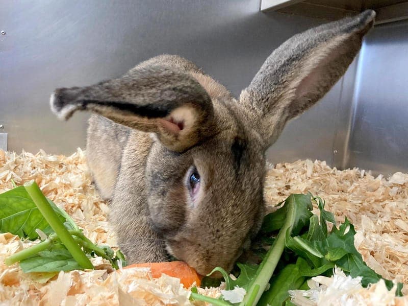 Draco M. - Kleintier zur Adoption aus Hamburger Tierschutzverein