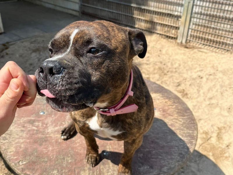 Frodo - Hund zur Adoption aus Hamburger Tierschutzverein