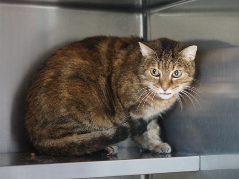 Marlies - Katze zur Adoption aus Hamburger Tierschutzverein