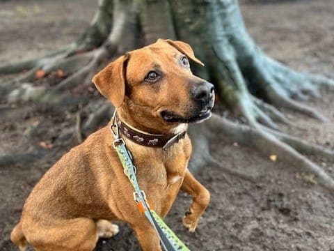 Simba - Hund zur Adoption aus Hamburger Tierschutzverein