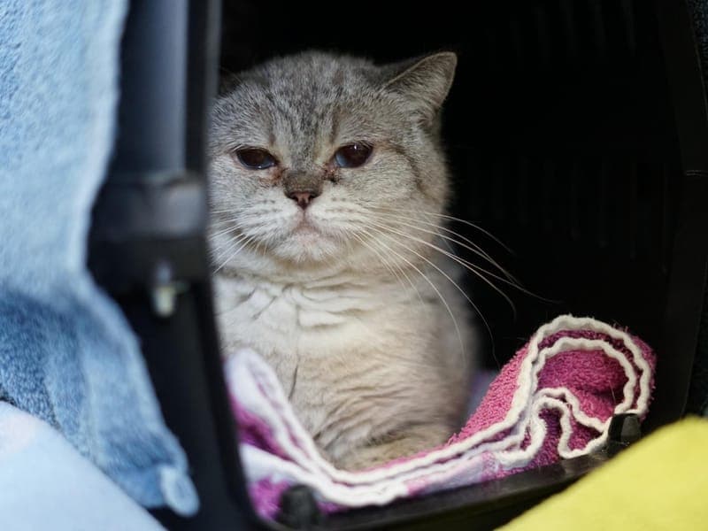 Yotta - Katze zur Adoption aus Hamburger Tierschutzverein