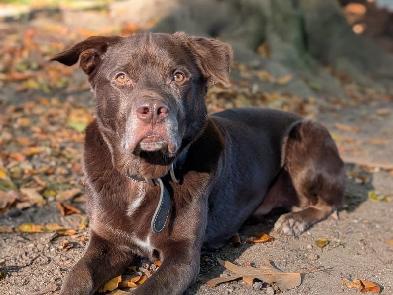 Zeus - Hund zur Adoption aus Hamburger Tierschutzverein