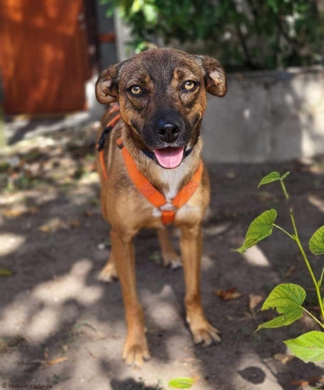 Ana - Hund zur Adoption aus Tierheim Karlsruhe