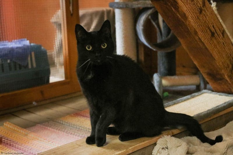 Balou - Katze zur Adoption aus Tierheim Karlsruhe