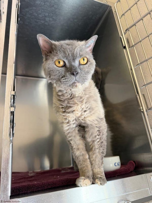 Curly - Katze zur Adoption aus Tierheim Karlsruhe