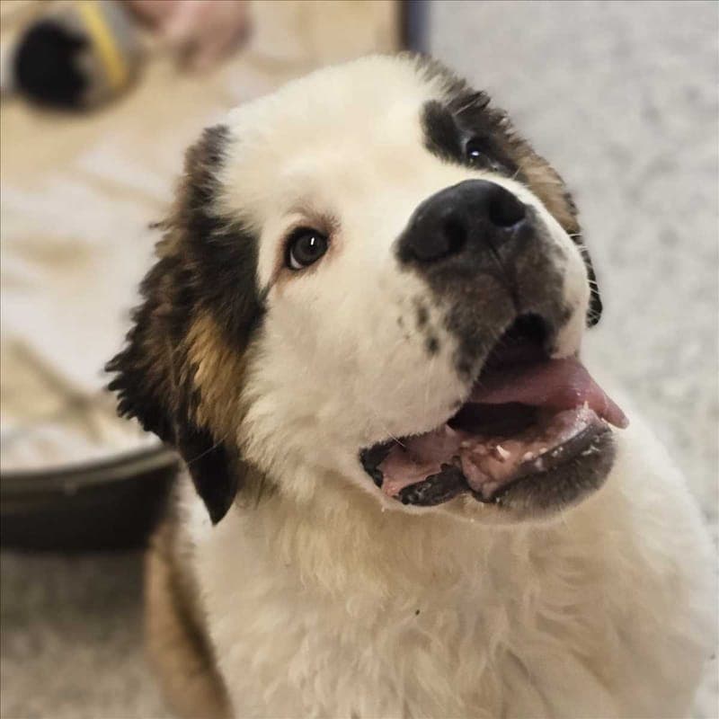 APPA - Hund zur Adoption aus Tierheim München