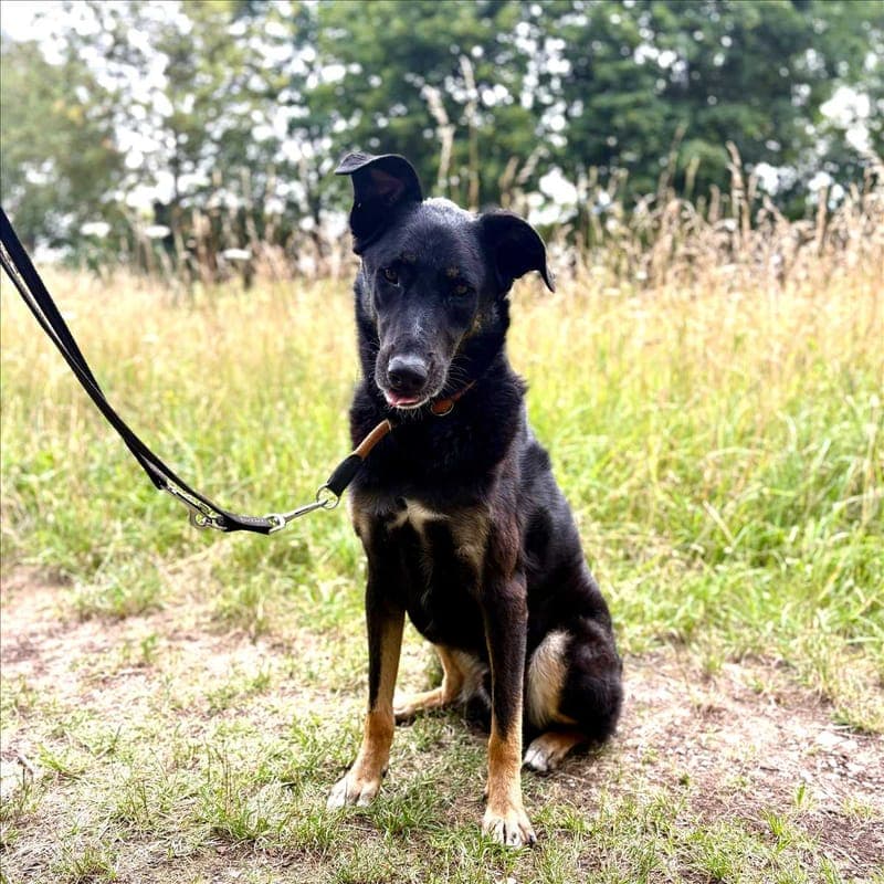 BALU - Hund zur Adoption aus Tierheim München