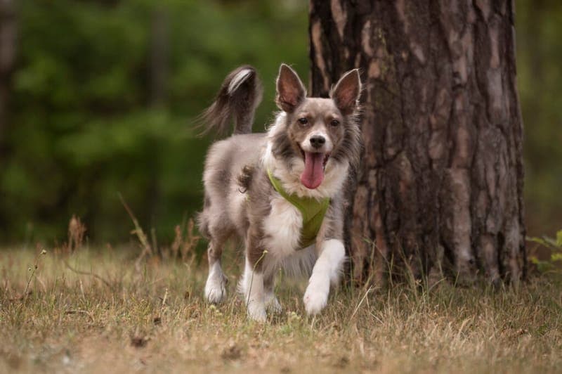 Amber - Hund zur Adoption aus Tierheim Nürnberg