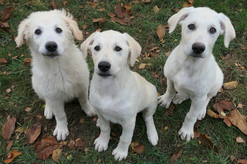 Asterix, Antje und Alma NEU - Hund zur Adoption aus Tierheim Reutlingen