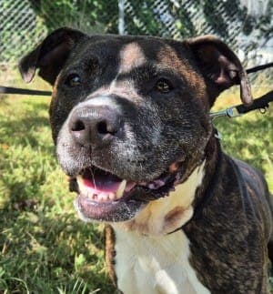 Aki - Hund zur Adoption aus Tierheim Stuttgart