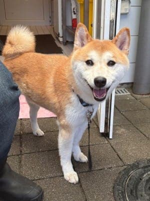 Akito - Hund zur Adoption aus Tierheim Stuttgart